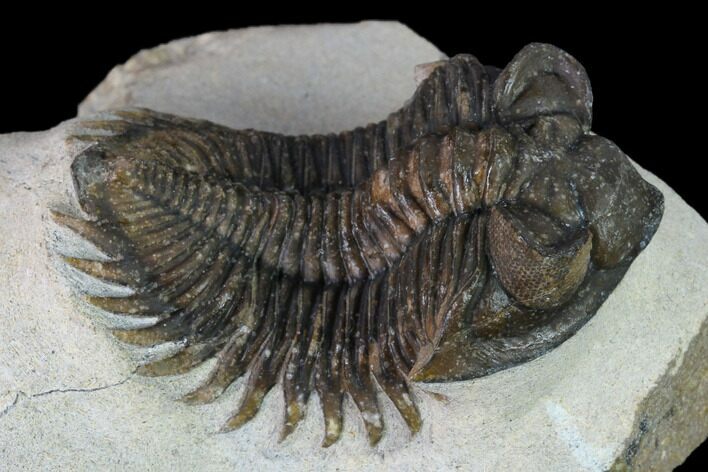 Coltraneia Trilobite Fossil - Huge Faceted Eyes #165860